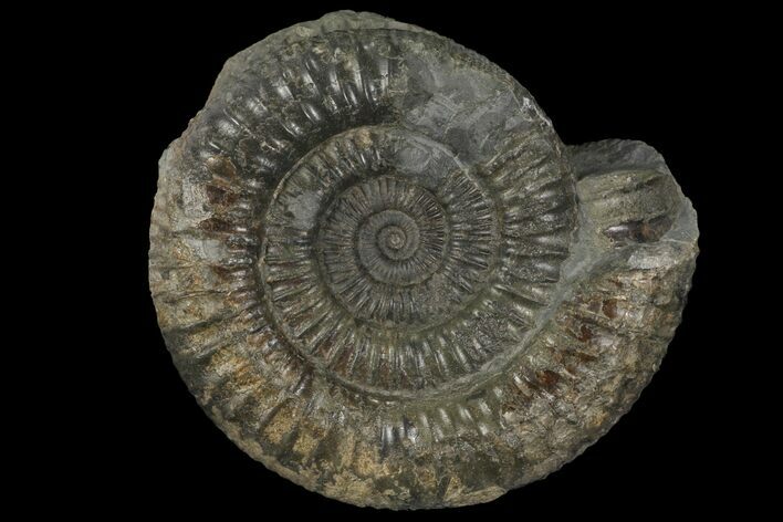 Dactylioceras Ammonite Fossil - England #100451